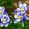 Bloomique - Lot de 3 - Aquilegia Caerulea Spring Magic - Voir les images du produit 4