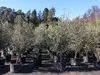 8x Olivenbaum Olive "20 Jahre" 180 - 220 cm, beste Produktbild-Vorschau 3