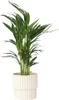 Areka - Dypsis lutescens - Wysokość 60-70cm - ⌀17cm Podgląd zdjęcia produktu 7