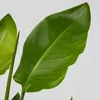Strelicja - 3 szt - Strelitzia reginea - Wysokość 25-40cm - Podgląd zdjęcia produktu 4