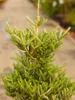 Abete coreano nano Abies koreana Molli 25 - 30 cm Anteprima dell’immagine prodotto 1