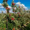 An orchard with rows of apple trees laden with red apples under a blue sky with white clouds. Produktbild-Vorschau