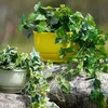 Two potted plants are displayed on a rock surface with a blurred green background. Podgląd zdjęcia produktu