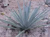 Agave da tequila (Agave tequilana)  - 5 pezzi Anteprima dell’immagine prodotto 5