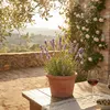3x Lavandula ang. Munstead P9 H20 Produktbild-Vorschau 2