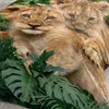 ESPiCO Bettwäsche Trendy Bedding Babylöwen Renforcé 135 cm Produktbild-Vorschau 7