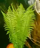 Matteuccia struthiopteris, Straußenfarn, 30–40 cm Produktbild-Vorschau 9