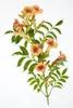 Trabka pomaranczowa - roslina ogrodowa, srednica 15cm, Podgląd zdjęcia produktu 4