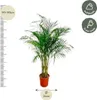 Palma złocista (Dypsis lutescens) Ø24 cm ↕170 cm – palma Podgląd zdjęcia produktu 2