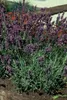 Lavendel Lavandula angustifolia 'Munstead' – 48 Pflanzen – Produktbild-Vorschau 7