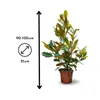 Magnolia grandiflora - arbuste persistant - plante de haie Voir les images du produit 3