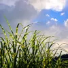 Chinaschilf - 2 Stk - Miscanthus 'Zebrinus' - Höhe 20-30cm Produktbild-Vorschau 6