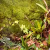 Terrario Shadow Forest Moss - muschio naturale 35x28cm Anteprima dell’immagine prodotto 7
