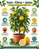 Yuzu-citroen als kleine plant, ongeveer 50 cm hoog – Citrus Productafbeelding-voorbeeld 2