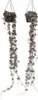 Leuchterblume - 2 Stk - Ceropegia linearis Woodii - Höhe Produktbild-Vorschau 1