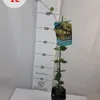 Zimolez ovíjivý Graham Thomas 2L Náhled obrázku produktu 2