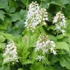 Stauden Gänge 3 x Tiarella cordifolia - Schaumblüte - Zarte Produktbild-Vorschau 3