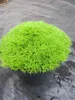 Scleranthus uniflorus - Neuseeländer Knäuel Produktbild-Vorschau 3