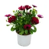 Kapkörbchen - Osteospermum ecklonis - 11cm Topf - Set mit 3 Produktbild-Vorschau 2