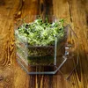 A clear plastic multi-tiered sprouting container filled with growing sprouts sits on a wooden surface. Produktbild-Vorschau