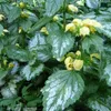 6 plants de Lamiastrum galeobdolon 'Florentinum' (nettle Voir les images du produit 1
