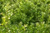 Ilex crenata 'Dark Green', Japanische Stechpalme, ca. 9x9 Produktbild-Vorschau 7