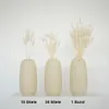 Lagurus Hasenschwanz Samtgras Trockenblumen 60-70cm DIY Produktbild-Vorschau 3