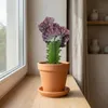 Euphorbia Lactea Cristata, Wolfsmilch, 20-30 cm, Topf 11 cm Produktbild-Vorschau 4