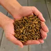 Hands holding a pile of dried mealworms and soldier fly larvae. Produktbild-Vorschau