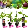 Set di 4 fichi – Ficus carica – Brown Turkey, Bornholms Anteprima dell’immagine prodotto 1