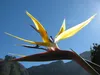 SAFLAX - Gelbe Strelitzie - Mandelas Gold - Strelitzia Produktbild-Vorschau 7