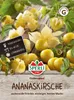 SPERLI Ananaskirschensamen Goldmurmel Physalis pruinosa 10 Produktbild-Vorschau 1