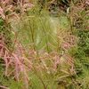 2 x Tamaris d'été - Tamarix ramosissima 'Pink Cascade' - Voir les images du produit 1