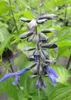 Sommer Salbei Rockin Sky Blue - Salvia hybride Produktbild-Vorschau 2