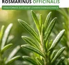 Rosmarin Mehrjährig Samen - Rosmarinus officinalis - Produktbild-Vorschau 2