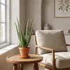 2er-Set Aloe Vera, Sukkulente, 35-45 cm, Topf 12 cm Produktbild-Vorschau 4