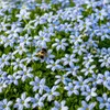 Stauden Gänge 10 x Isotoma fluviatilis - Blauer Produktbild-Vorschau 8