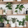 Several potted plants are displayed on wooden shelves, creating a cozy and natural indoor environment. Produktbild-Vorschau