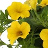 Zauberglocken – Mini-Hängepetunie – Calibrachoa – Produktbild-Vorschau 3