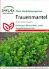 Artikelbild 1 von 'Frauenmantel' aus der Kategorie Heilpflanzensamen Produktbild-Vorschau
