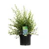 2 x  Céanothe  - Ceanothus impressus 'Victoria'  | 30-40 cm Voir les images du produit 2
