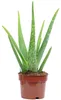 Aloe vera - plante succulente décorative et purificatrice Voir les images du produit 2