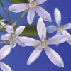 Yankee Candle Wax Melts | Midnight Jasmine | bis zu 8 Produktbild-Vorschau 5