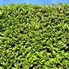 Green boutiQ - Plantes de haie - Ligustrum ovalifolium - Voir les images du produit 4