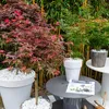 Bloomique - Acer palmatum Shaina - Fächerahorn auf Stamm - Produktbild-Vorschau 4