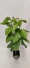 Čerešňa Prunus avium 'Bigarreau Burlat', 5 l kvetináč Náhľad obrázku produktu 4
