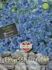 SPERLI Vergissmeinnicht Samen Blauer Ball Myosotis Produktbild-Vorschau 3