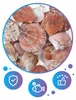 Aquarium Deko, Dekorationsmuscheln Aquarium 100 g, Bunt Mix Produktbild-Vorschau 9