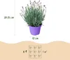 Lavandula angustifolia Munstead - lawenda - mrozoodporna - Podgląd zdjęcia produktu 3