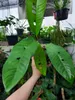 Rhaphidophora (Rhaphidophora megasperma)  - 2 gekeimte Produktbild-Vorschau 2